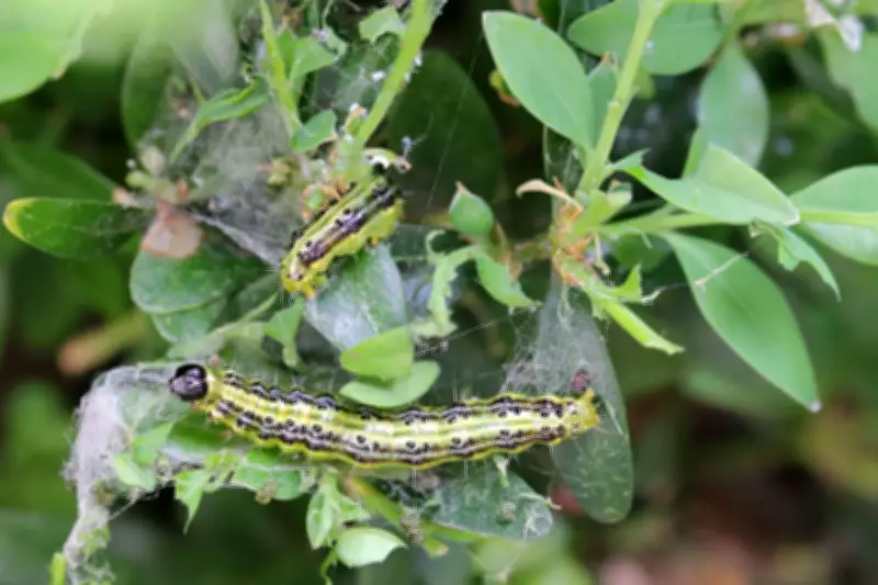 Caterpillars Are Garden Heroes, Not Villains, Says Wildlife Expert