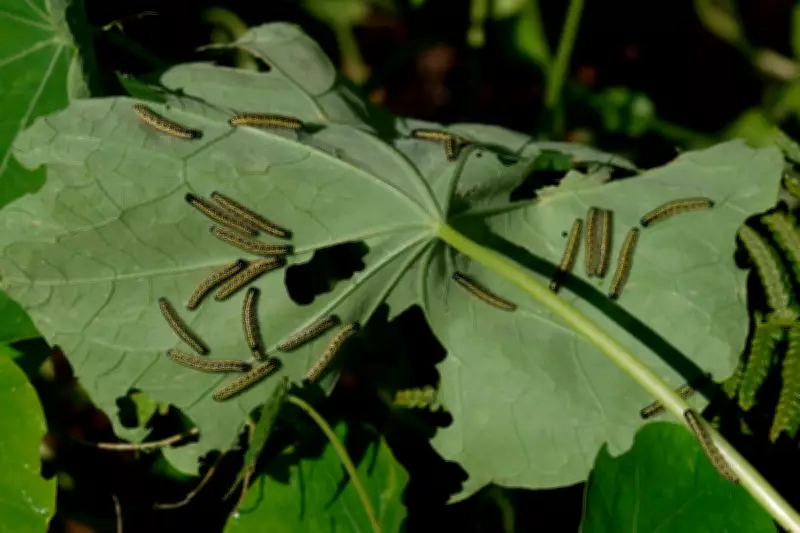 Caterpillars: Essential Garden Allies, Not Pests, Says Wildlife Expert