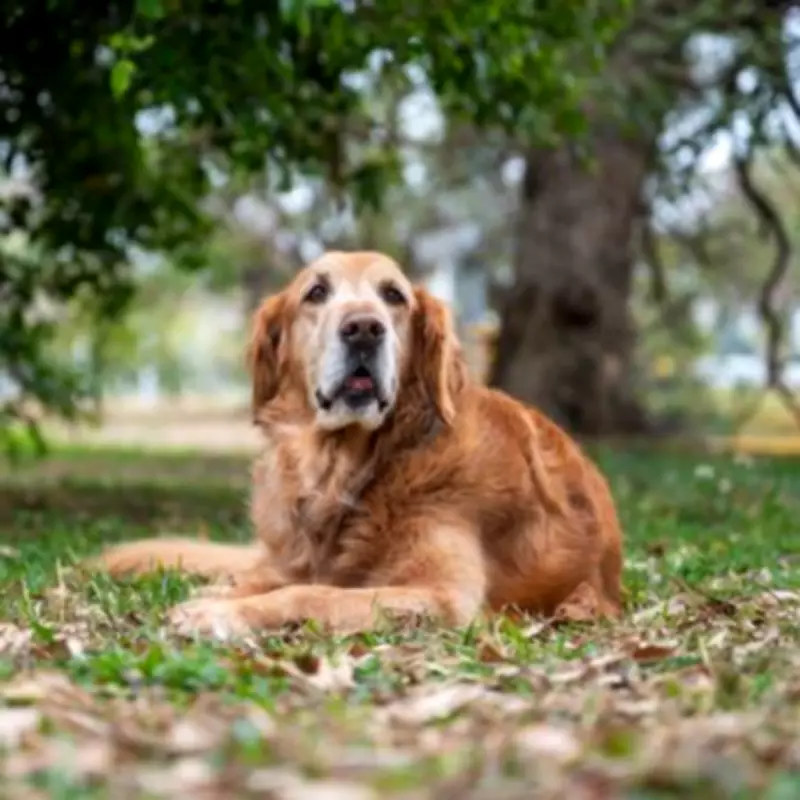 Cat's Empathetic Massage for Senior Dog After Vet Visit Moves Thousands to Tears