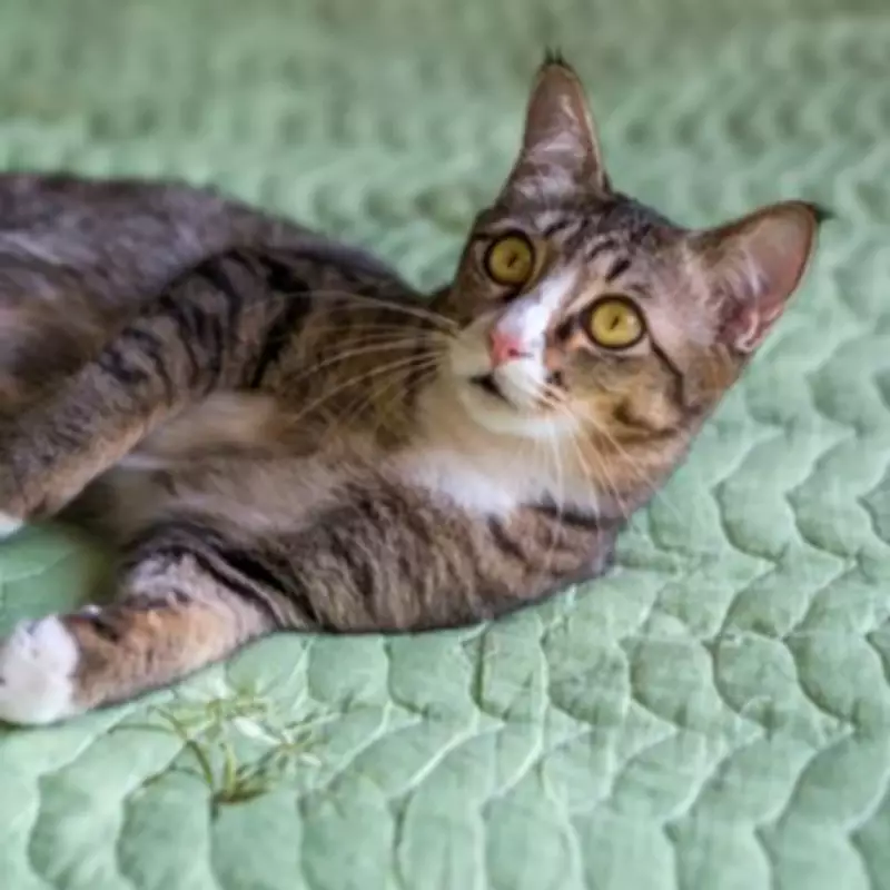 Cat's Hilarious Reaction to Toddler Tantrum Goes Viral on TikTok