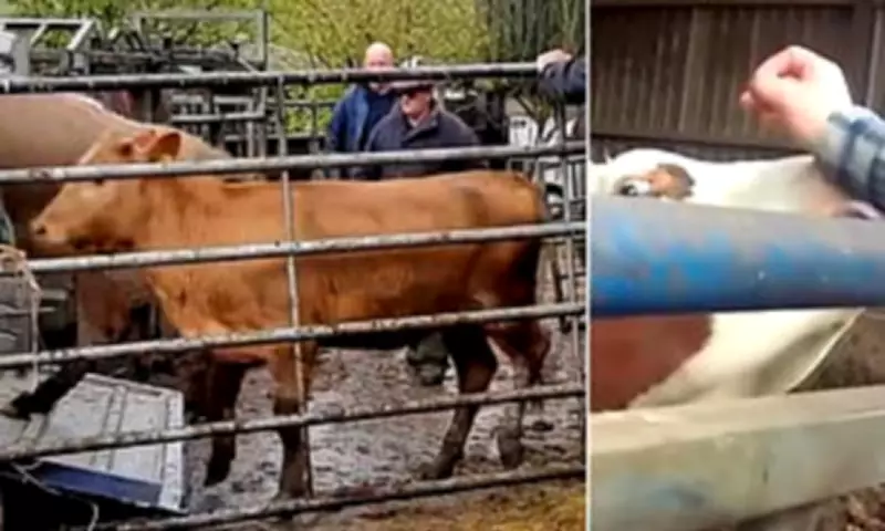 Cattle Rustlers Steal £20k Herd After Stag Do Tip-Off in Anglesey