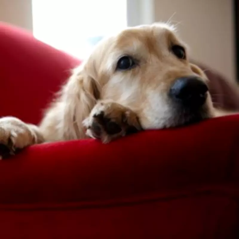 Cavapoo Puppy's Heartbreaking Howl Captured on Pet Cam After Being Left Alone