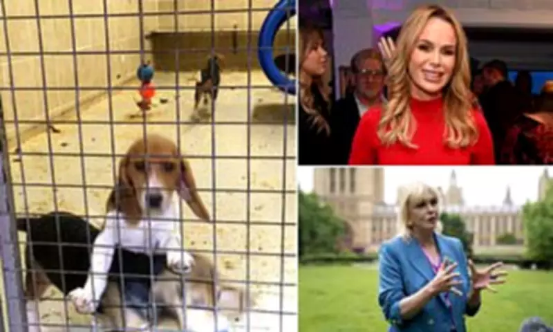 Celebrities and MPs Demand Closure of UK's Only Beagle Testing Facility