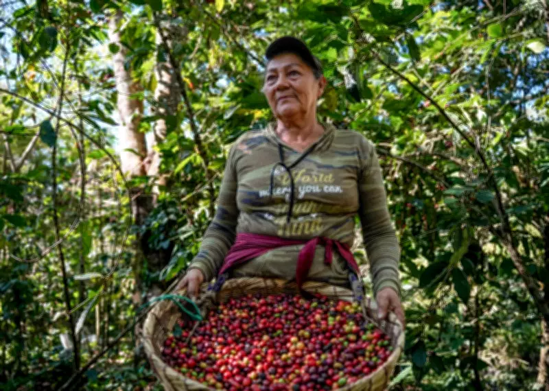 Central America's Coffee Crisis: Small Growers Struggle as Global Prices Plummet