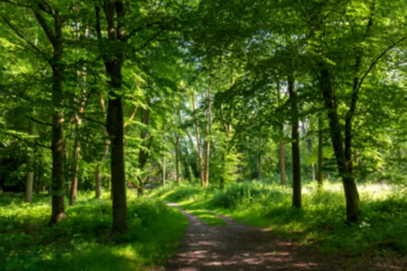 Charity Warns Time Running Out to Rescue England's 'Forgotten Forests'