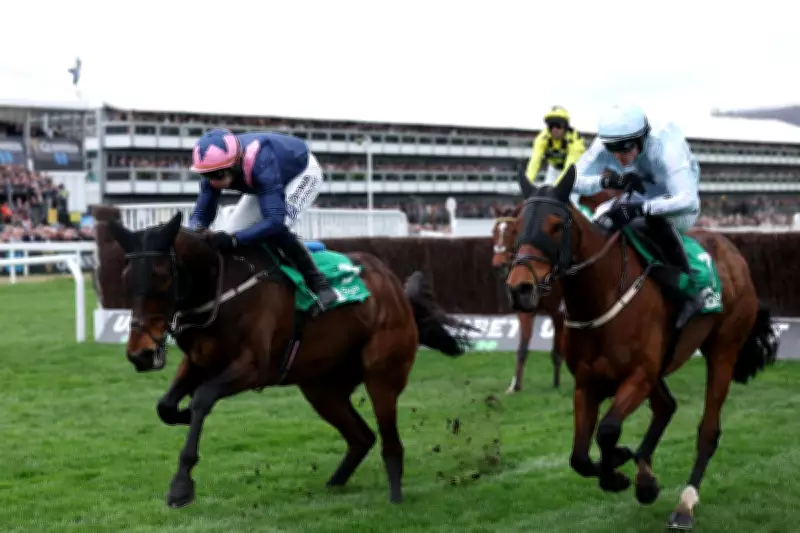 Cheltenham Festival Horse Hansard Dies After Fall in Arkle Race