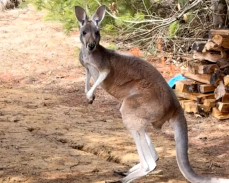 Chesney the Kangaroo's Great Escape in Wisconsin Ends Safely After Three-Day Search