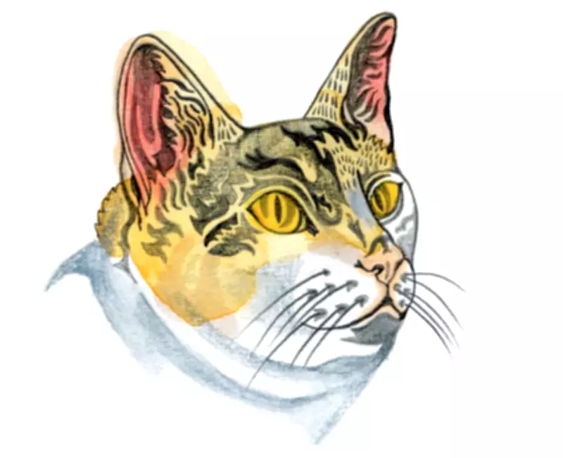 Children's Quiz: Why Do Cats Have Ears on Top of Their Heads?