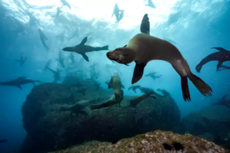 Chile's Historic Marine Park Expansion Protects Recovered Fur Seals