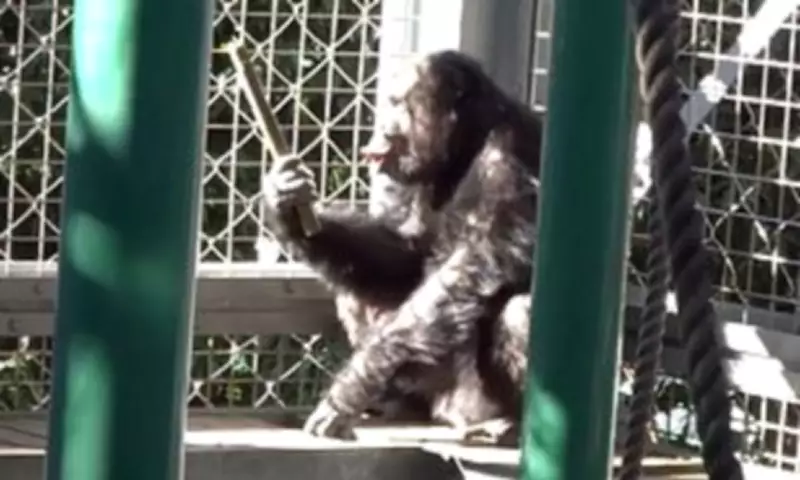 Chimpanzee's Musical Talent Revealed: Drumming and Singing Like Humans