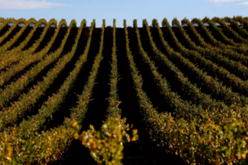 China's Official Drinking Ban Deals Major Blow to Global Wine Industry