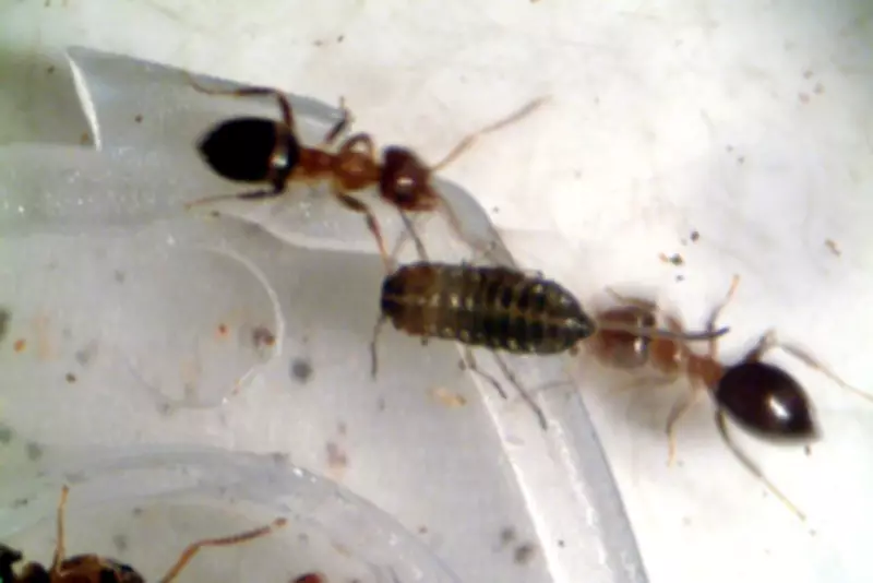 Chinese National Arrested at Nairobi Airport with 2,238 Smuggled Queen Ants