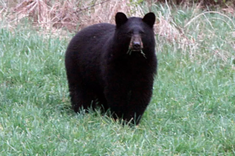 Climate Change Brings Bears Out Early: Vermonters Urged to Secure Backyards