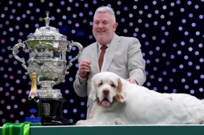 Clumber Spaniel Bruin Wins Best in Show at Crufts 2026 in Historic Victory