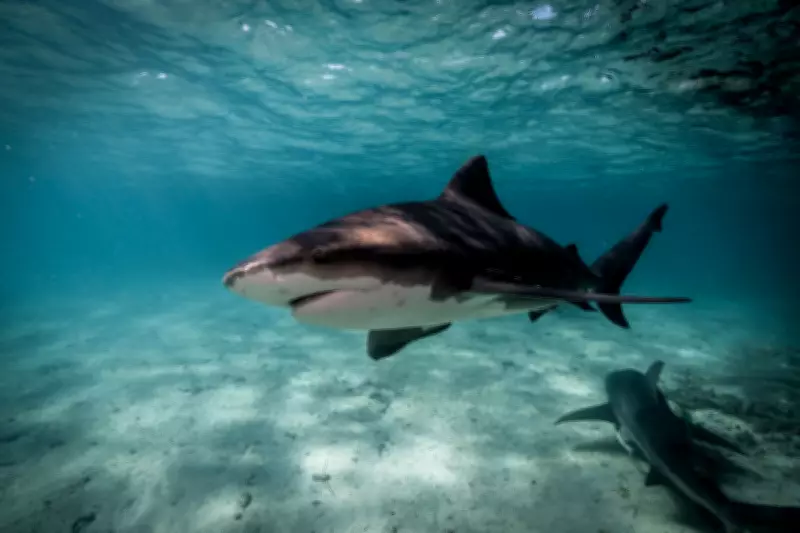 Cocaine Sharks Found in Caribbean Waters: Study Reveals Drug Contamination