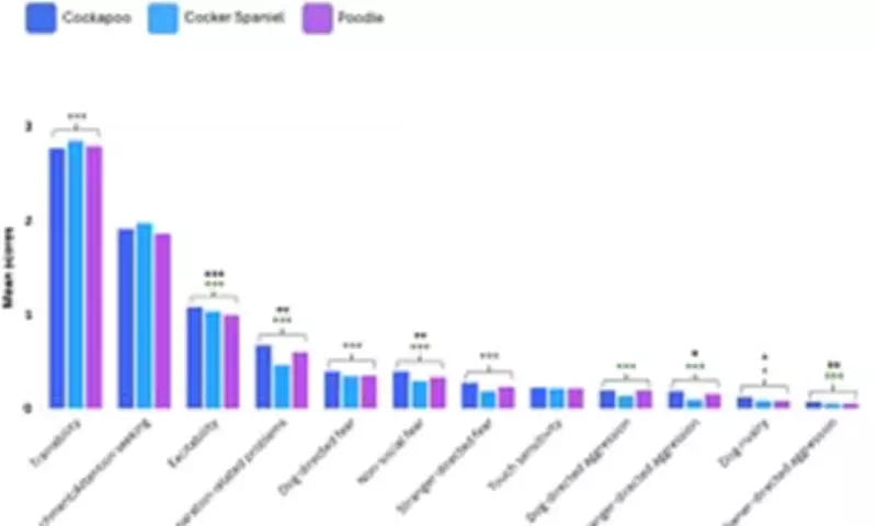 Cockapoos Show 44% Higher Behavioural Issues Than Purebreds, Study Reveals
