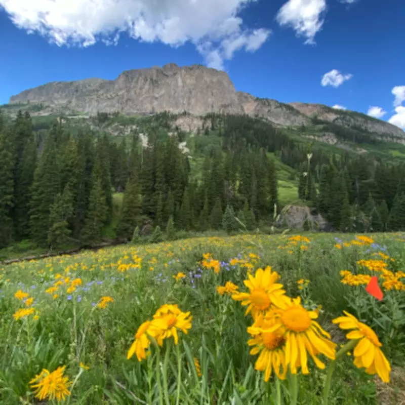 Colorado Meadow Experiment Reveals Alarming Climate Impact on Ecosystems