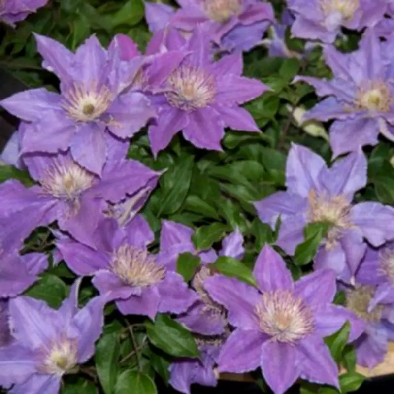 Compact Clematis Varieties Perfect for Small Urban Gardens and Containers