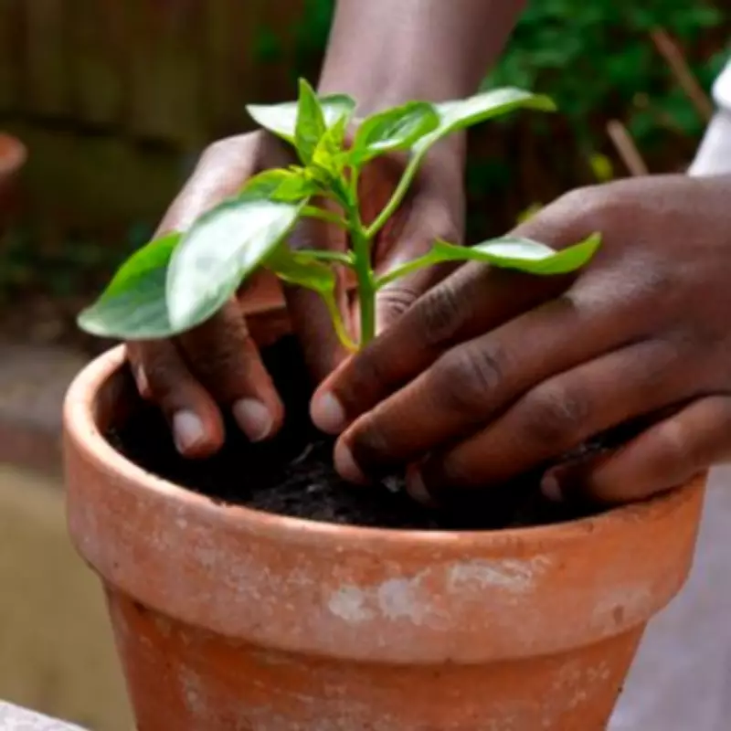 Companion Planting Boosts Tomato Flavour and Pest Resistance