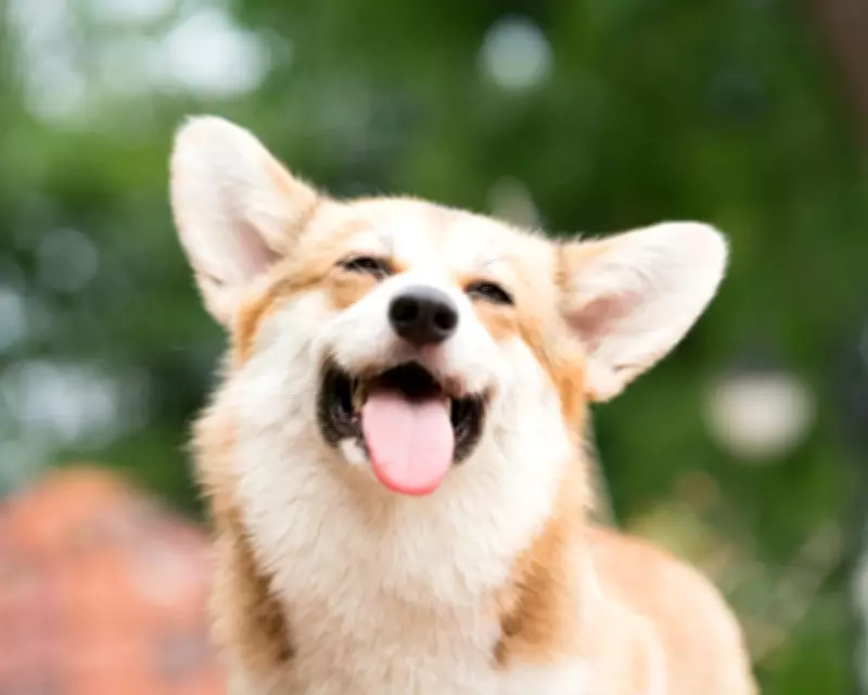 Corgi Leads Seven Missing Dogs on 17km Journey Home in China