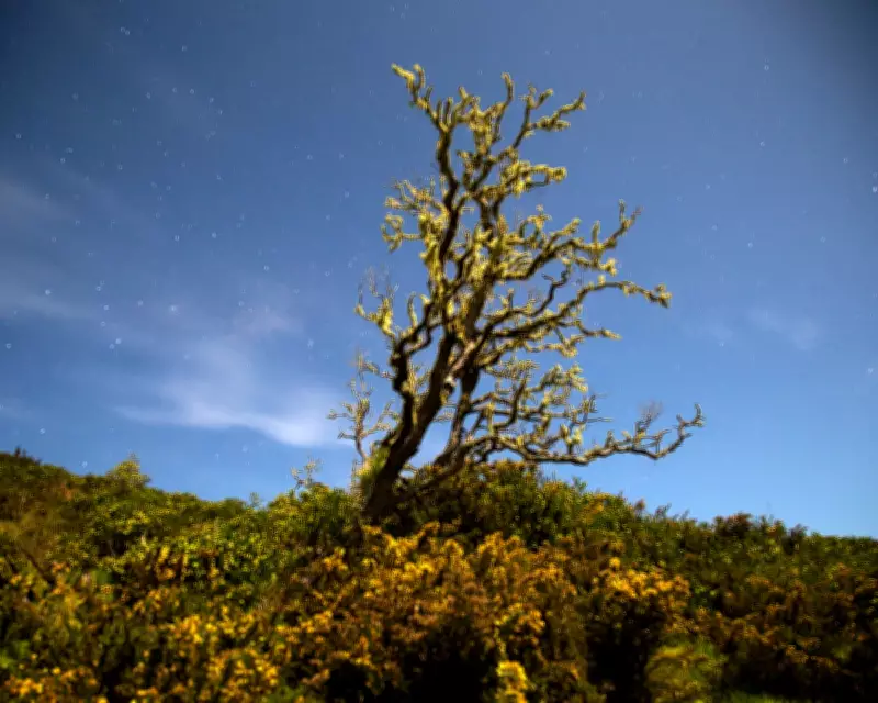 Cornwall's Gorse Fires: A 1926 Diary of Blazing Beauty and Ecological Loss