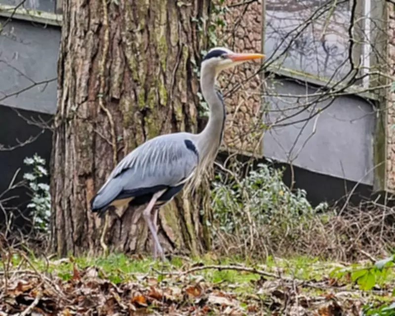 Country Diary: The Messy Chaos of Nesting Herons in Belfast's Stranmillis Woods