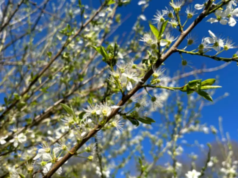 Country Diary: The Miraculous Power of Spring Buds in a Yorkshire Garden