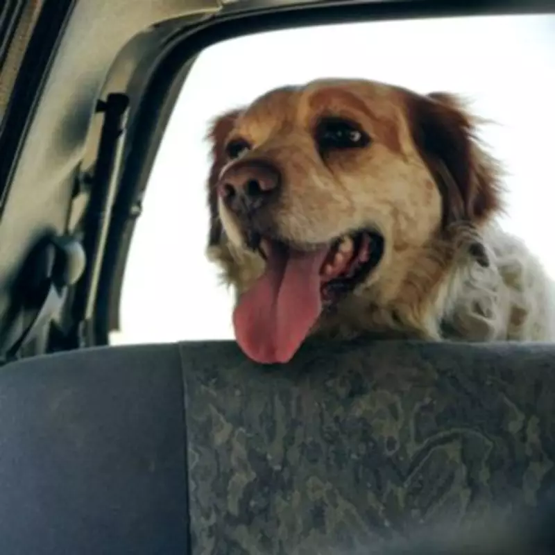 Couple's Daring Escape from Middle East with Beloved Poodle Amid Conflict