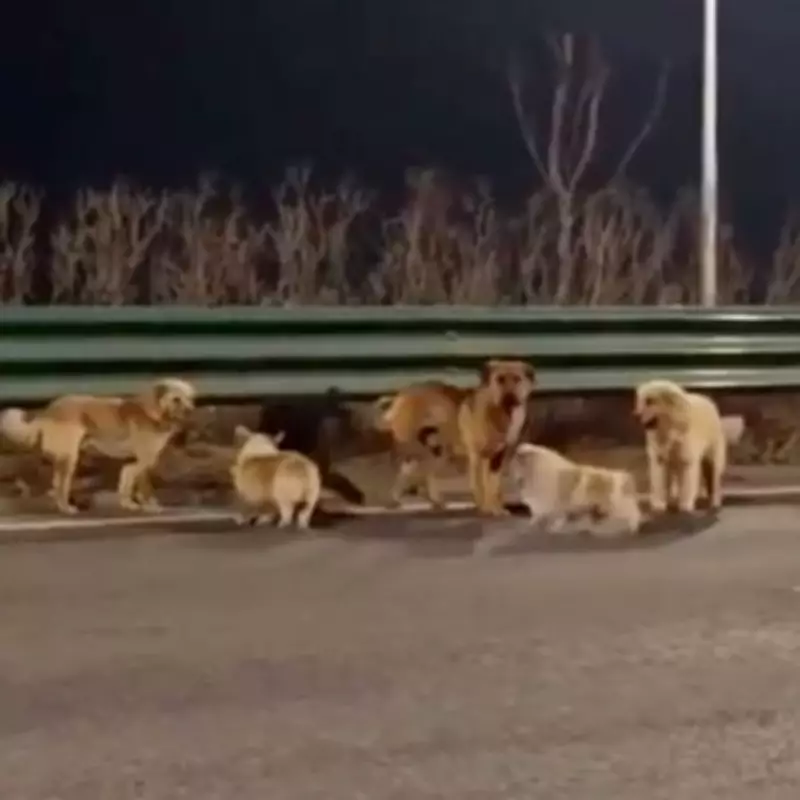 Courageous Corgi Leads Dognapped Pack on 10-Mile Journey Home in China
