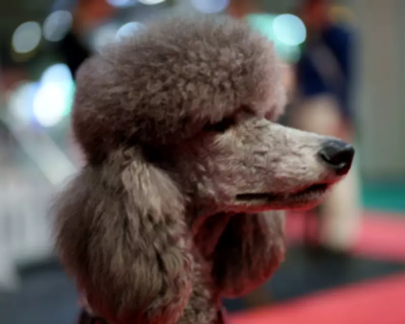 Crufts 2026: Claudia Winkleman and Clare Balding Host Canine Extravaganza