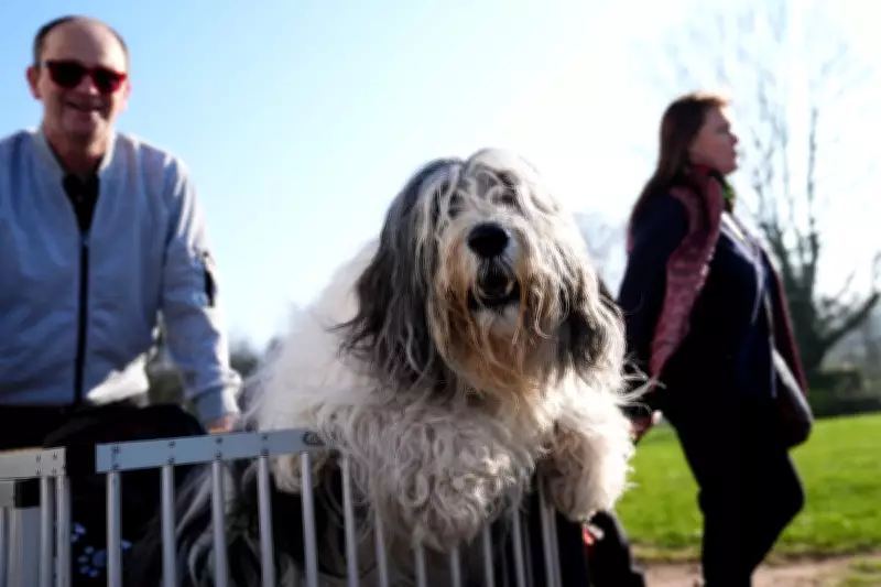 Crufts 2026 Opens in Birmingham with Global Canine Competitors