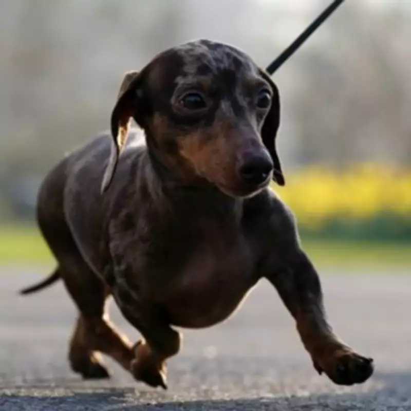 Crufts 2026 Opens with 18,000 Dogs Competing for Best in Show Crown