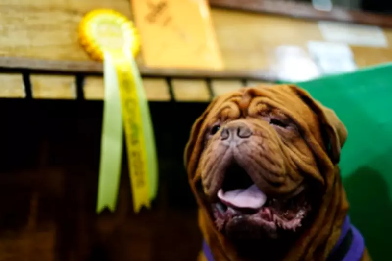 Crufts 2026: Thousands of Dogs Gather in Birmingham for World's Premier Canine Show