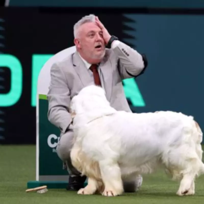 Crufts Best in Show Winner Lee Cox Faces Backlash Over Past Animal Cruelty Conviction