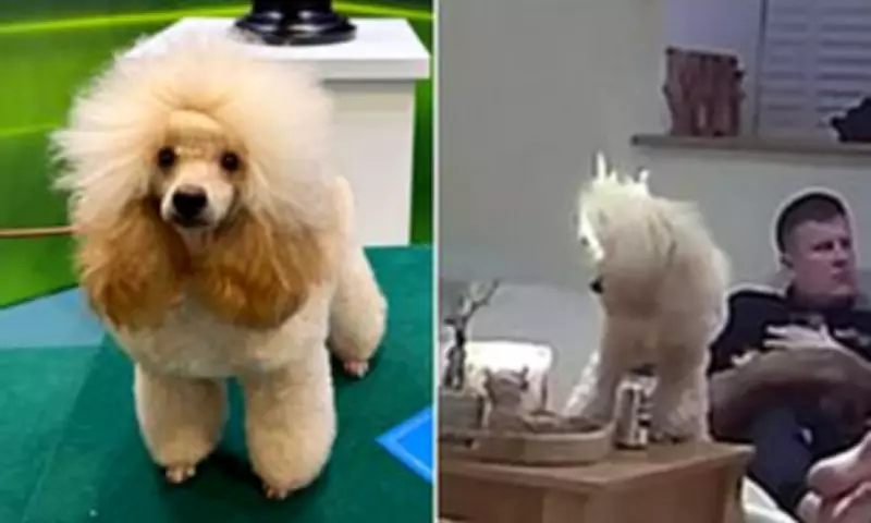 Crufts-Bound Poodle Sets Hair on Fire Days Before Competition
