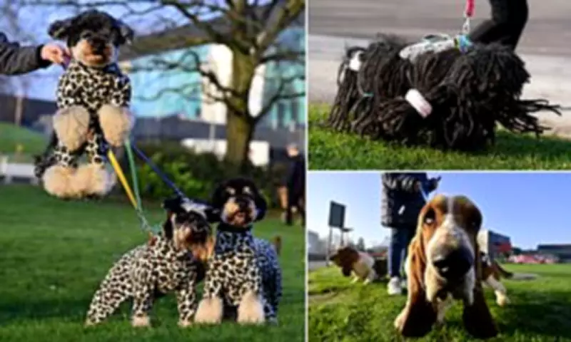 Crufts Dog Show Opens in Birmingham with Over 18,600 Pedigree Pooches