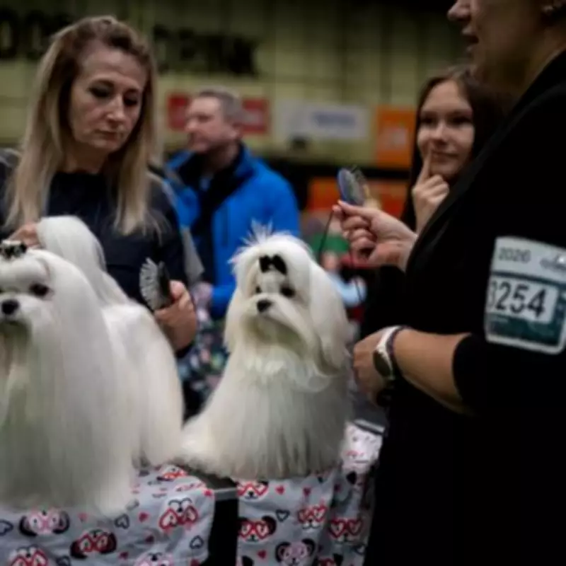 Crufts Final Day: World's Largest Dog Show Nears Best in Show Climax