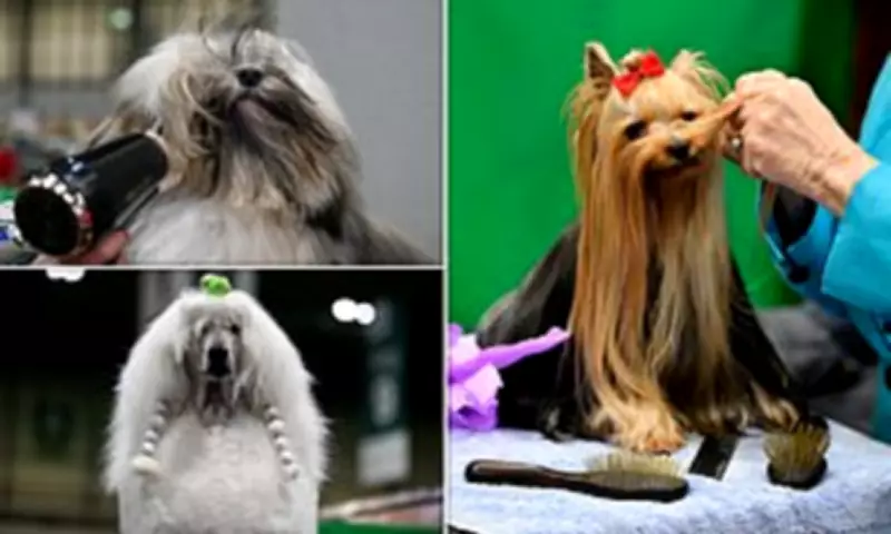 Crufts Grooming Frenzy: Pampered Pooches Primed for Perfection at World-Famous Dog Show