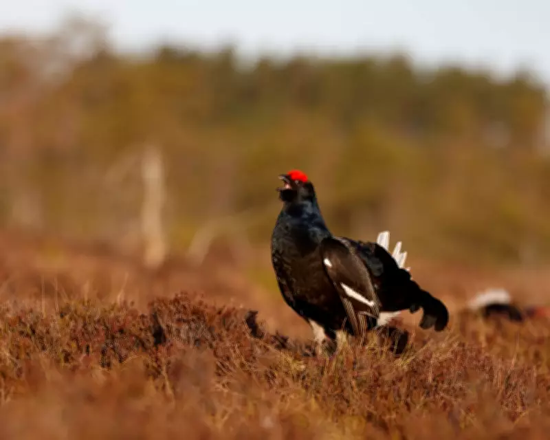 Dawn Search for the Rare Black Grouse on Ruabon Moor