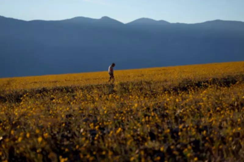 Death Valley's Rare Superbloom Transforms Desert into Floral Wonderland