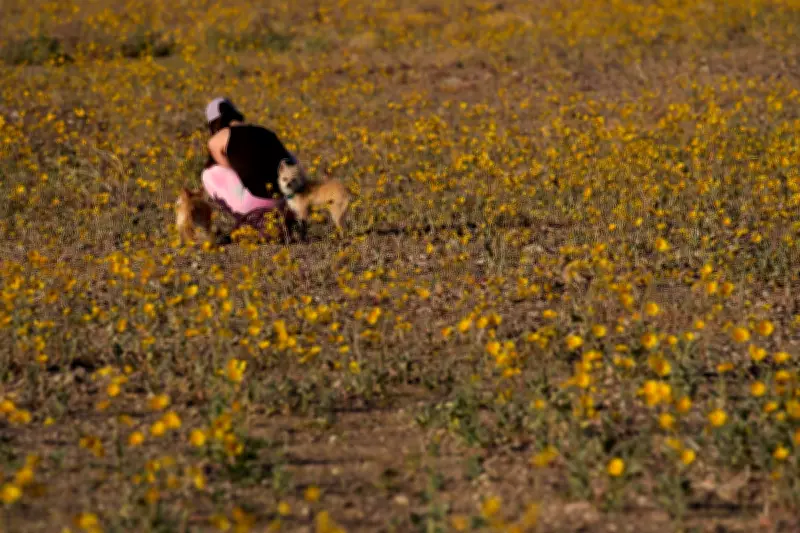 Death Valley's Rare Superbloom Transforms North America's Driest Landscape