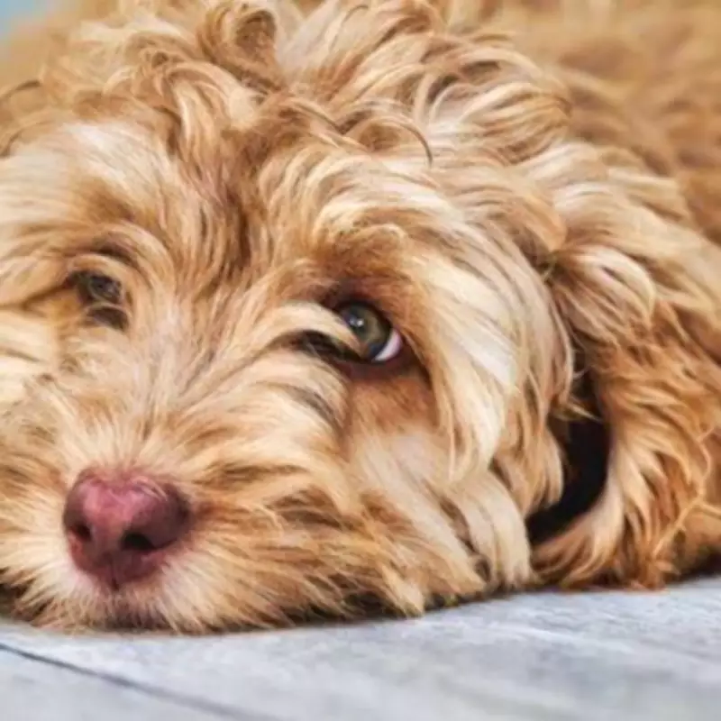 Devoted Owner's Tender Care for Sick Cockapoo Luna Melts Hearts Online