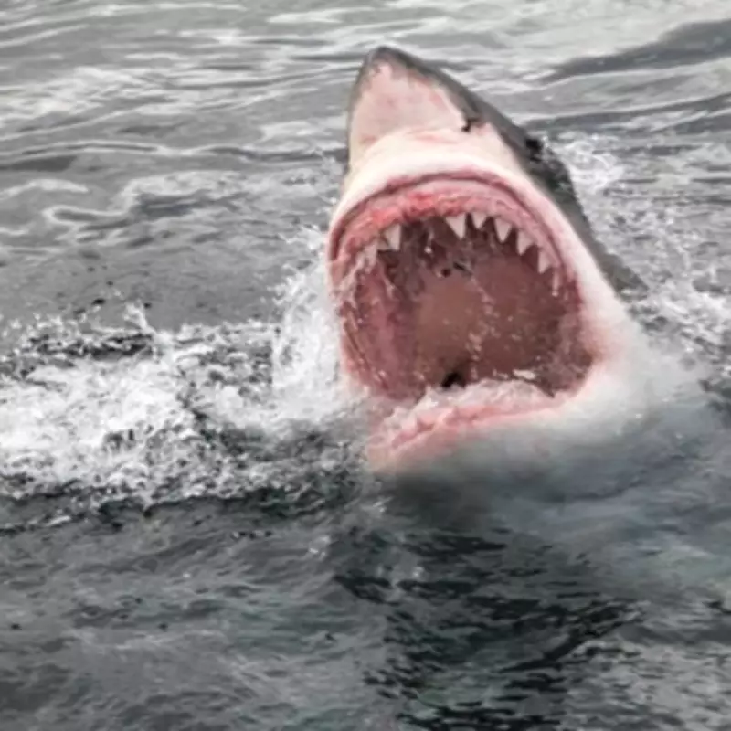 Diver's Horror Death: Eaten Whole by Great White Shark 'Size of a Submarine'
