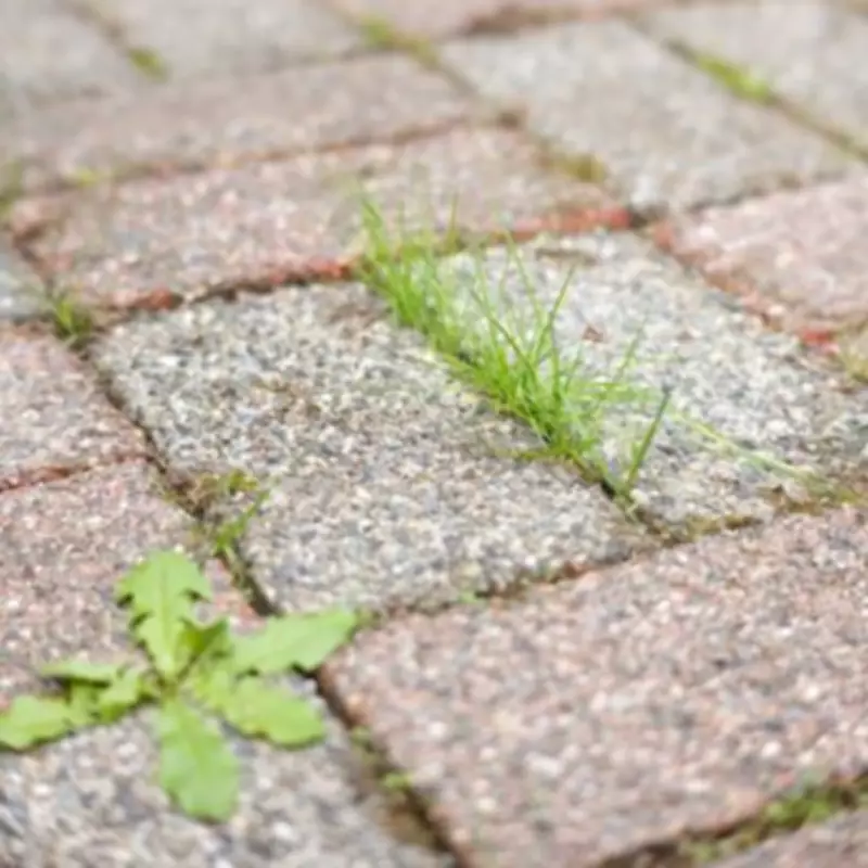DIY Expert Reveals Natural Weed Removal Hack Using Salt and Boiling Water