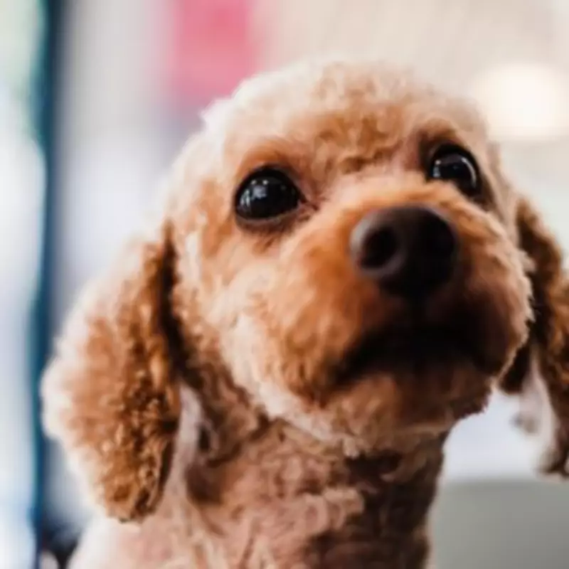 Dog Owner's Horror as Poodle Returns from Groomer Unrecognisable