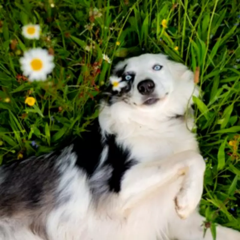 Dog Trainer Reveals 3 Breeds He Loves But Would Never Own Himself