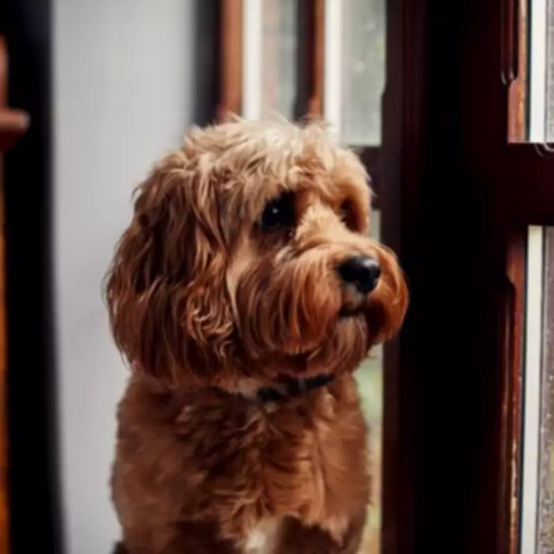 Dog Trainer Reveals 3 Worst-Behaved Breeds of 2026 and Why They Top List