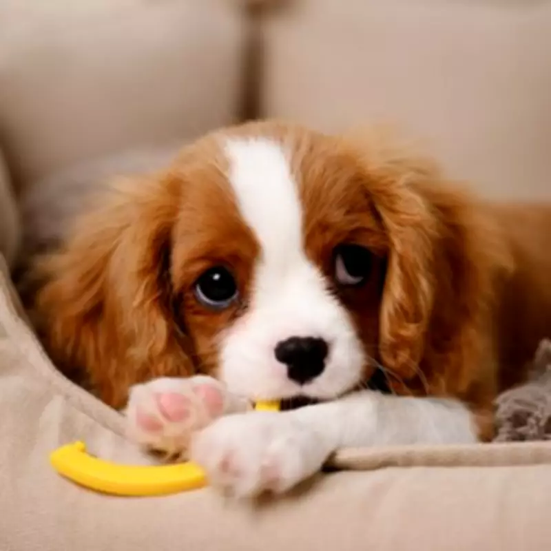 Dog Trainer Reveals Pre-Departure Step to Cure Canine Separation Anxiety