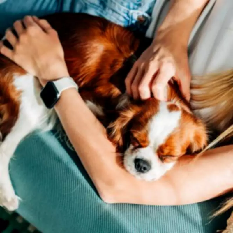 Dog Trainer Reveals Simple Method to Curb Needy Canine Behaviour