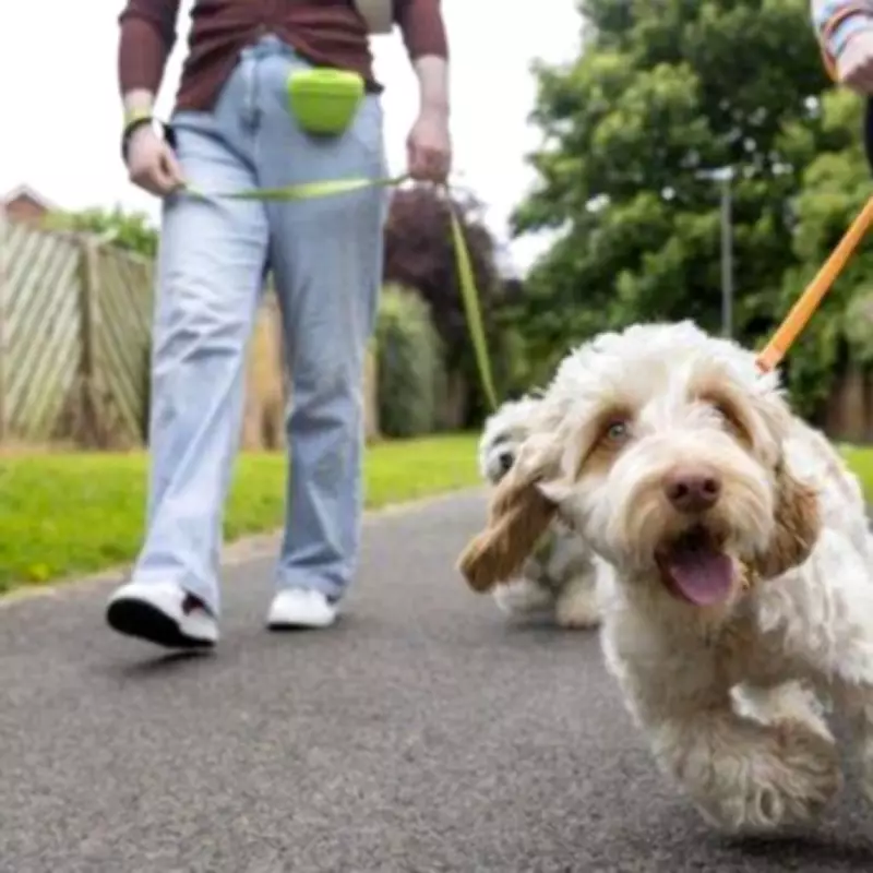 Dog Trainer's Simple Lead Technique Stops Pulling, Owners Call It Game-Changing